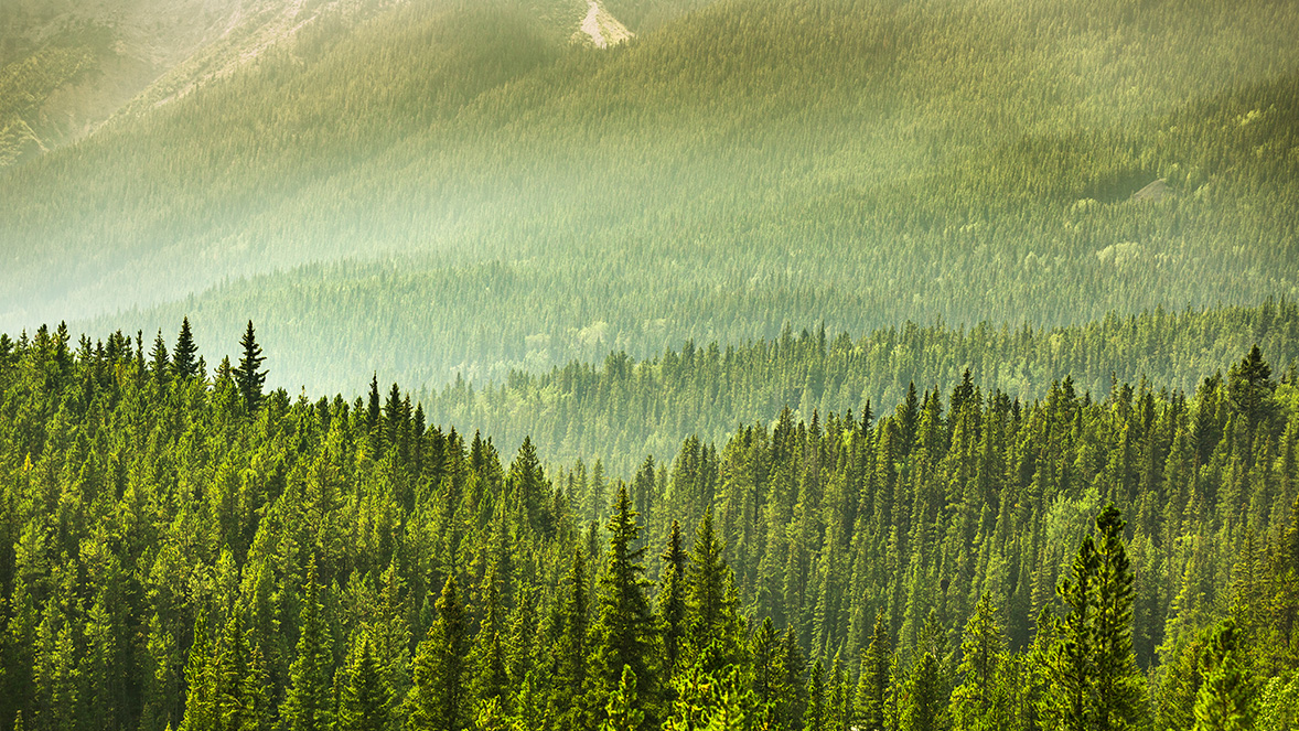 image of green forest
